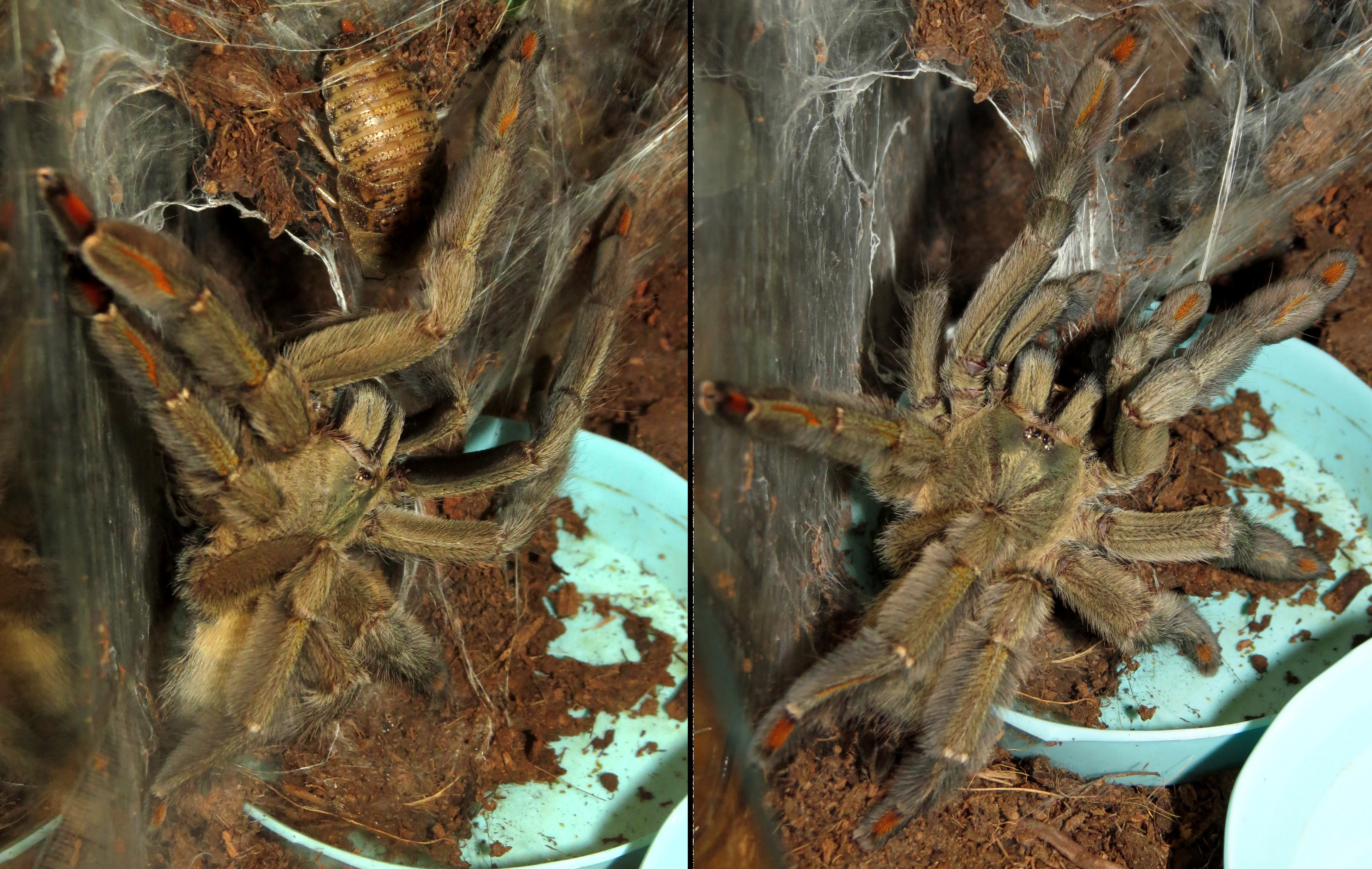 The Hunt (♀ Psalmopoeus cambridgei 5.5")