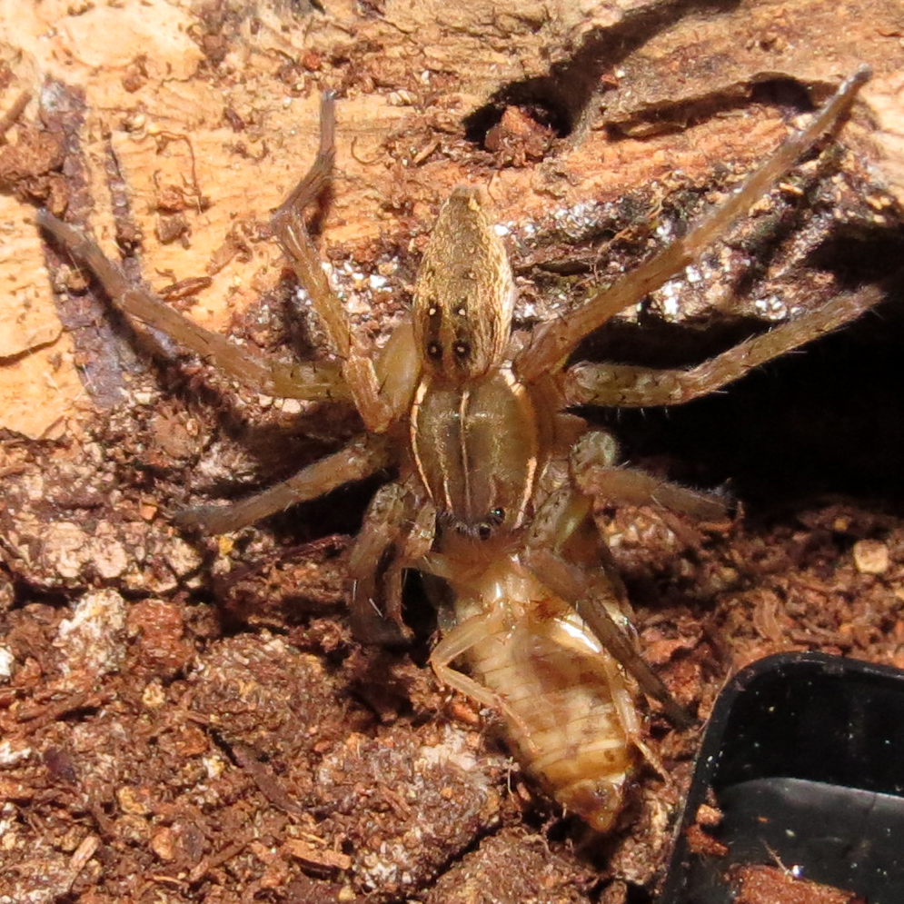 The Kill (Dolomedes triton)