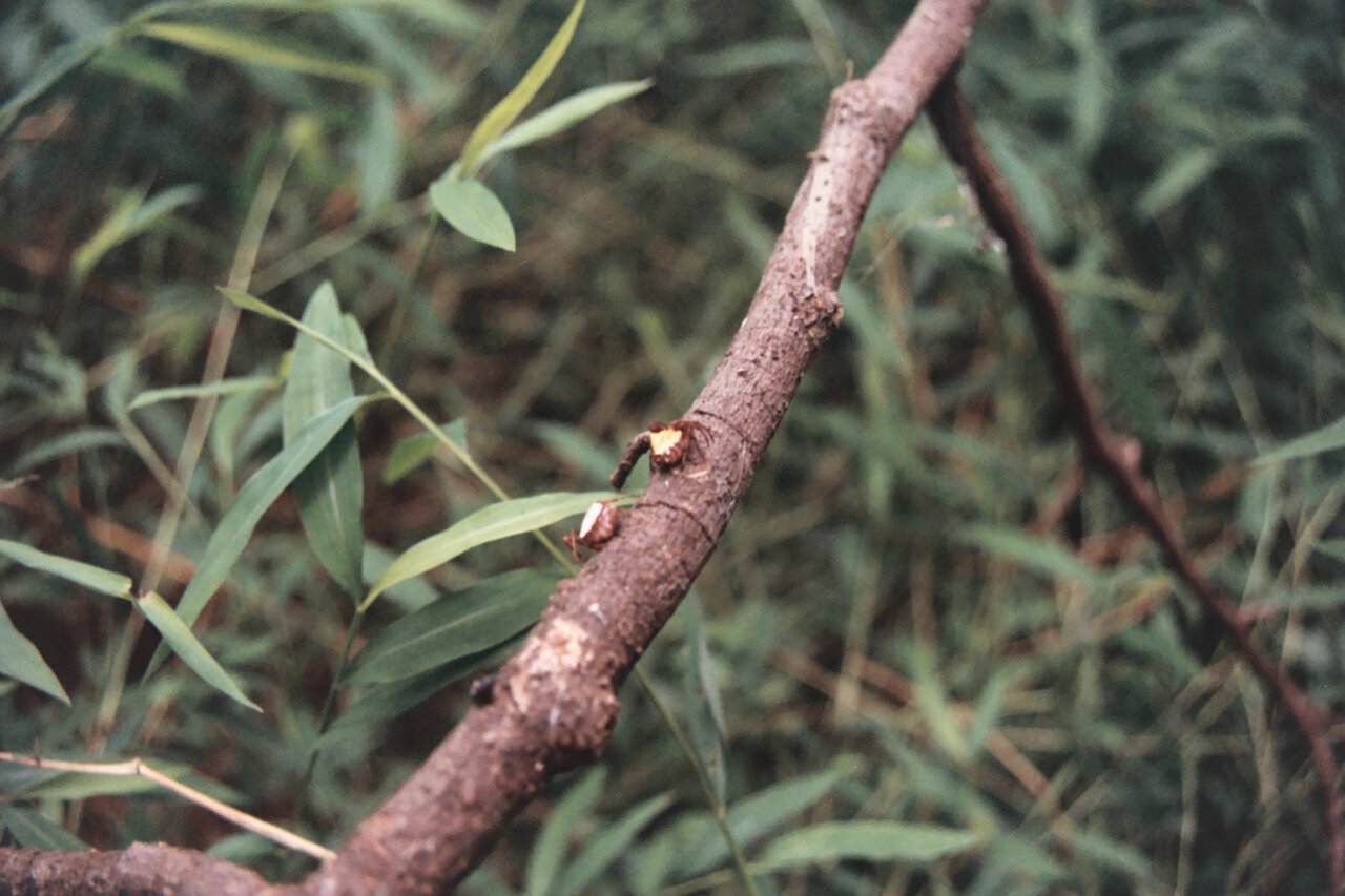 The more I read about orb weavers the more I love them