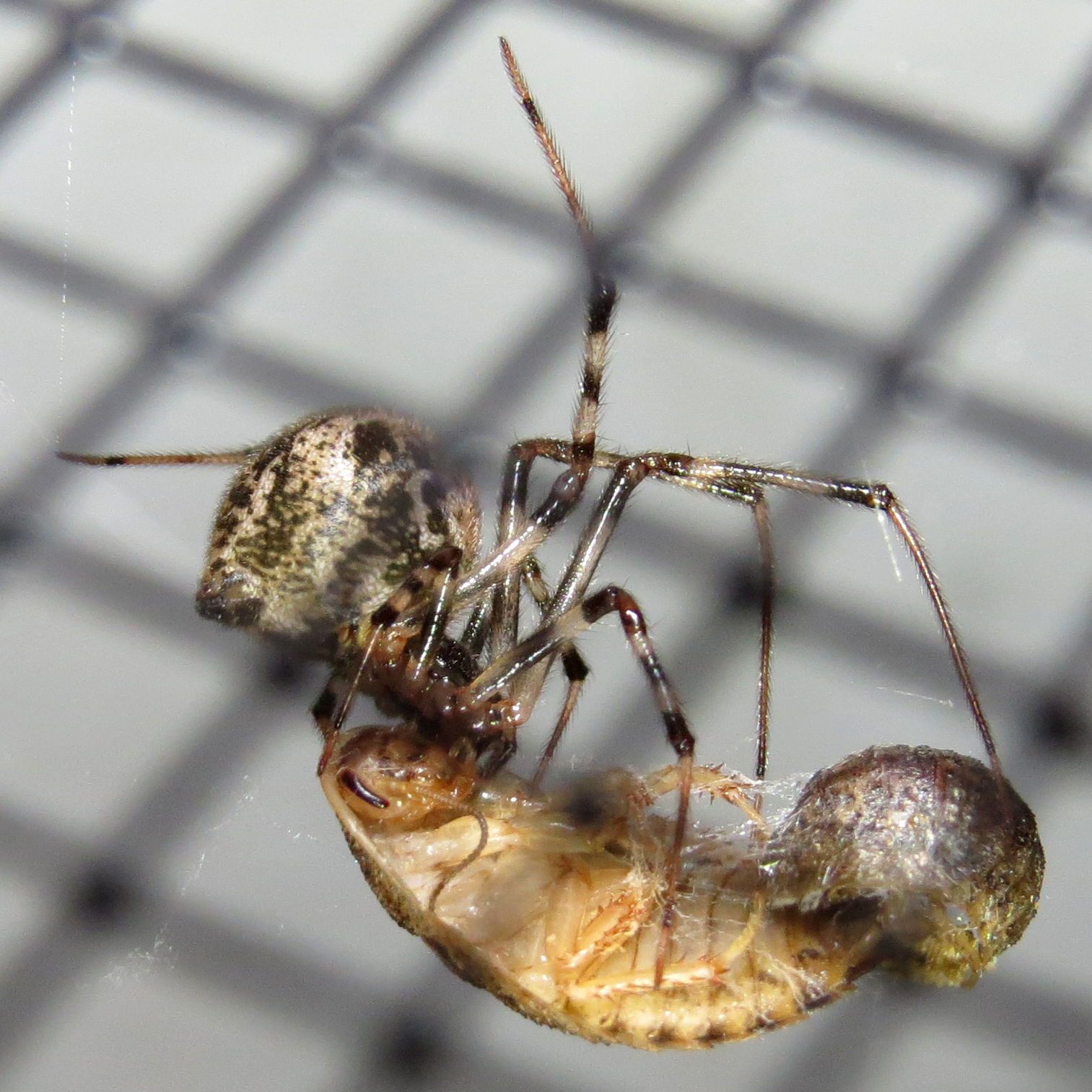 The Poacher (Parasteatoda tepidariorum)