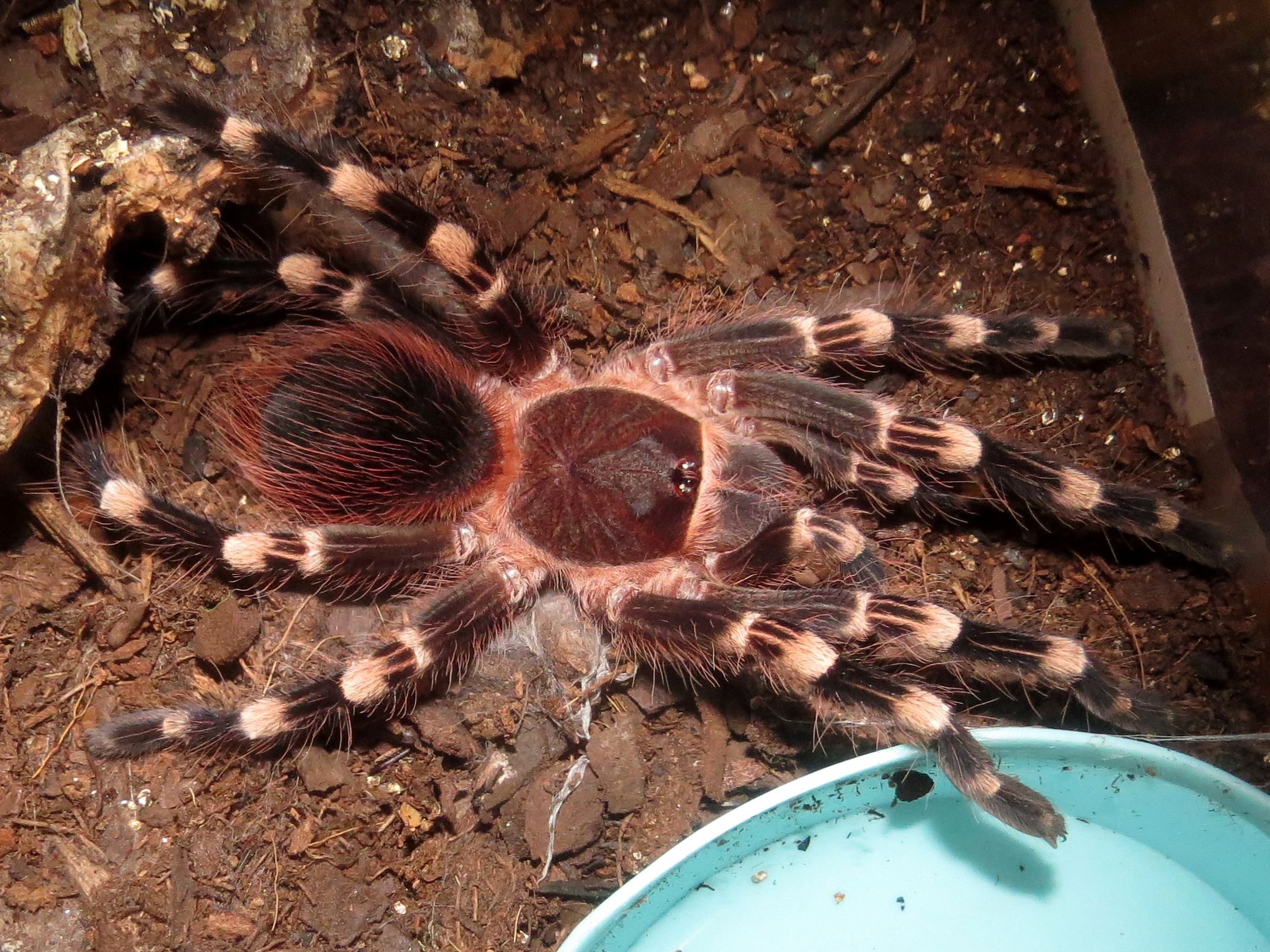 The Pool Boy (♂ Acanthoscurria geniculata 4")