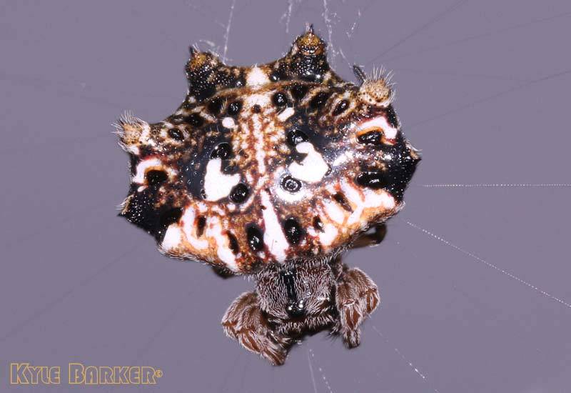 Thelacantha-brevispina.jpg