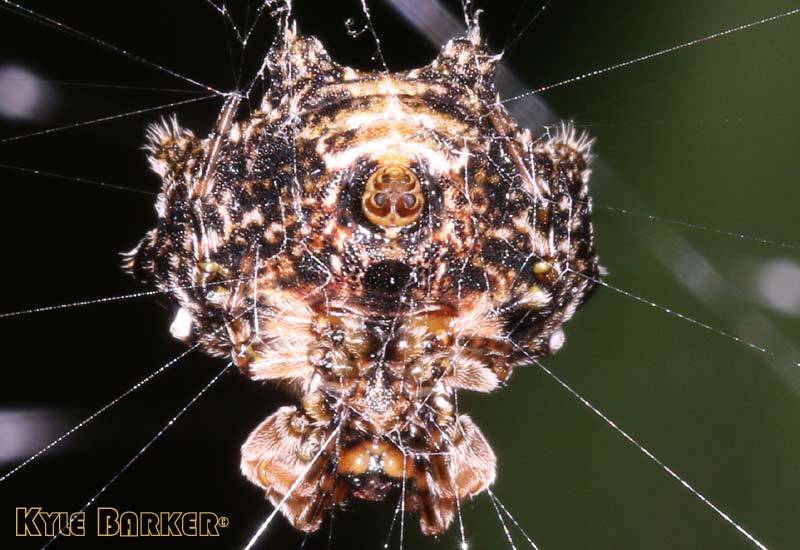 Thelacantha-brevispina1.jpg