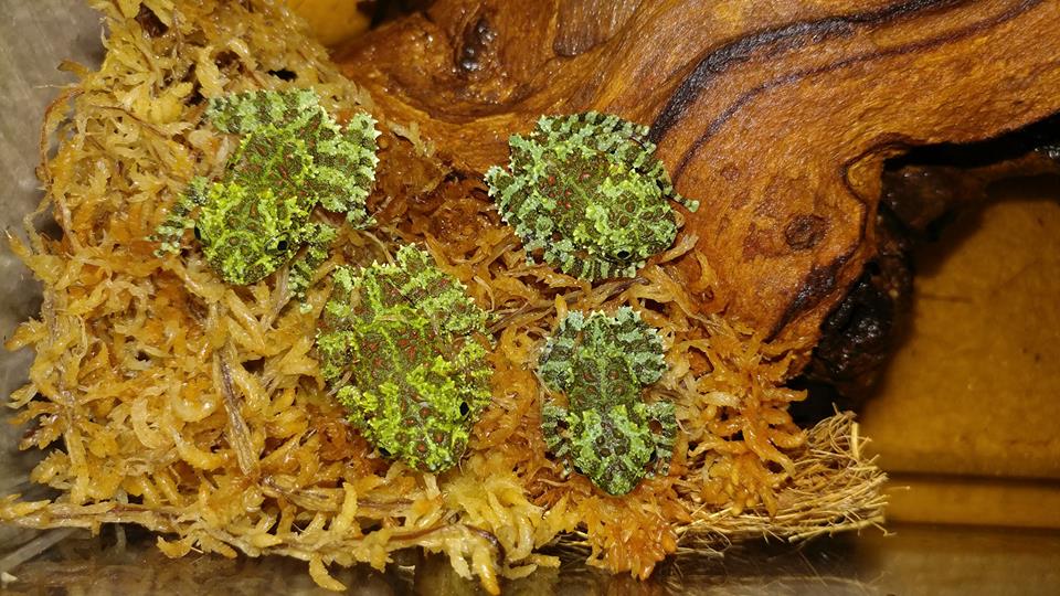 Theloderma corticale - Vietnamese Mossy Frogs
