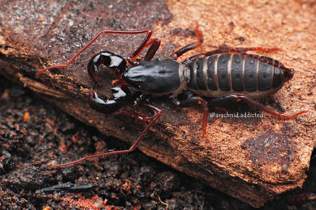 Thelyphonida sp. "Dwarf from the North".