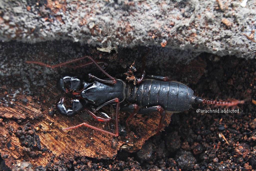 Thelyphonidae sp. "Dwarf"