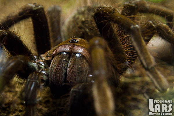 Theraphosa Apophisys (female)