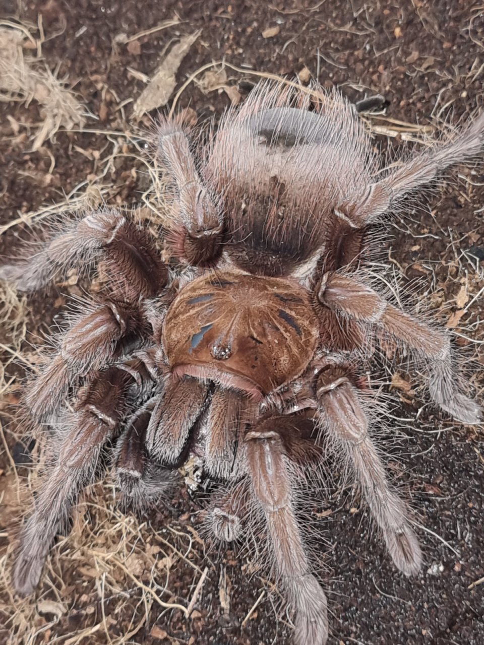 Theraphosa apophysis (AF)