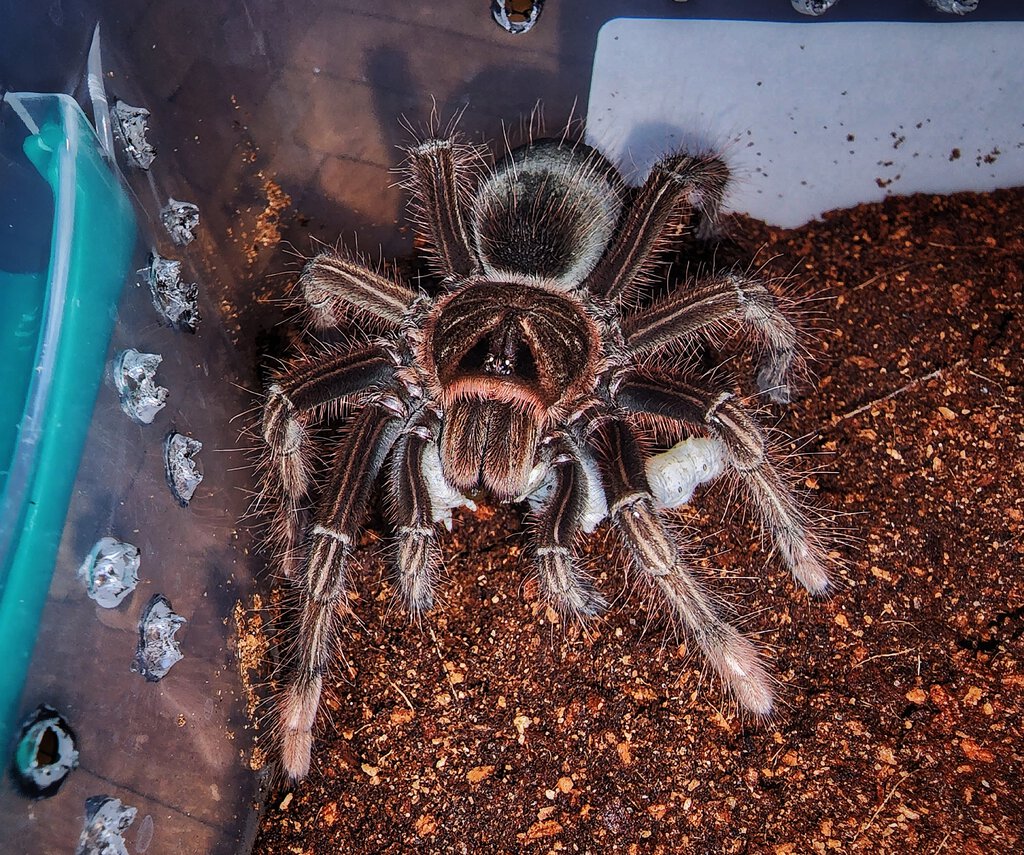 Theraphosa apophysis enjoying silkworm