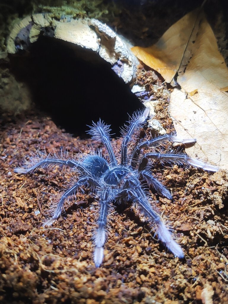 Theraphosa apophysis F1