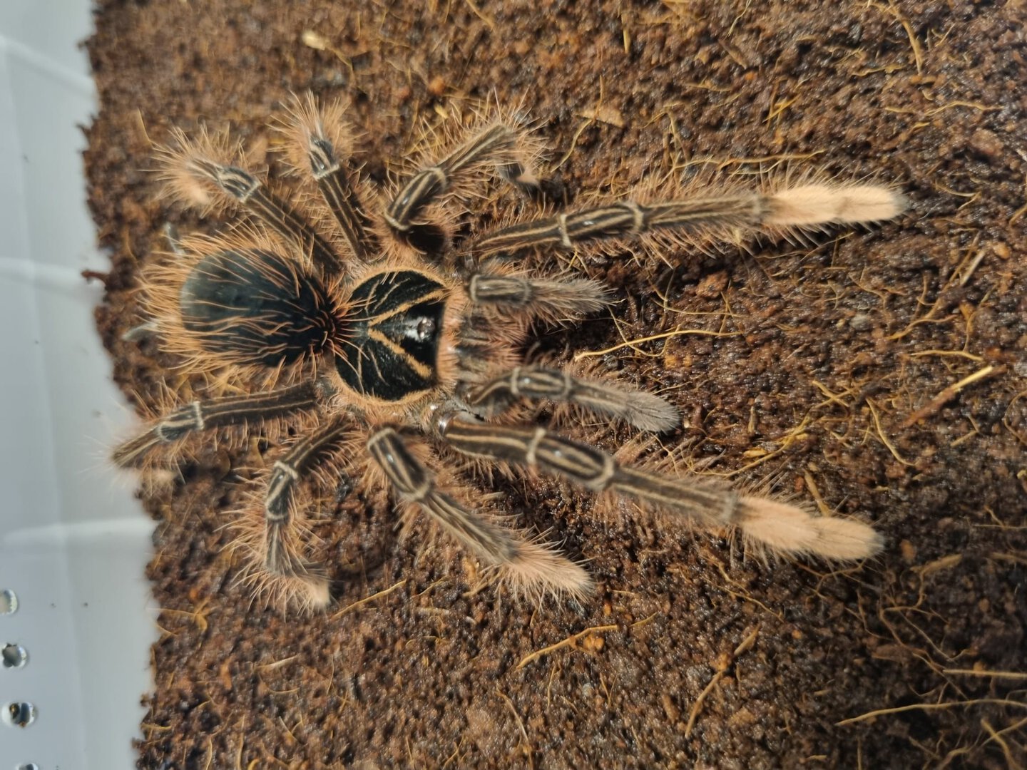 Theraphosa apophysis juvenile female