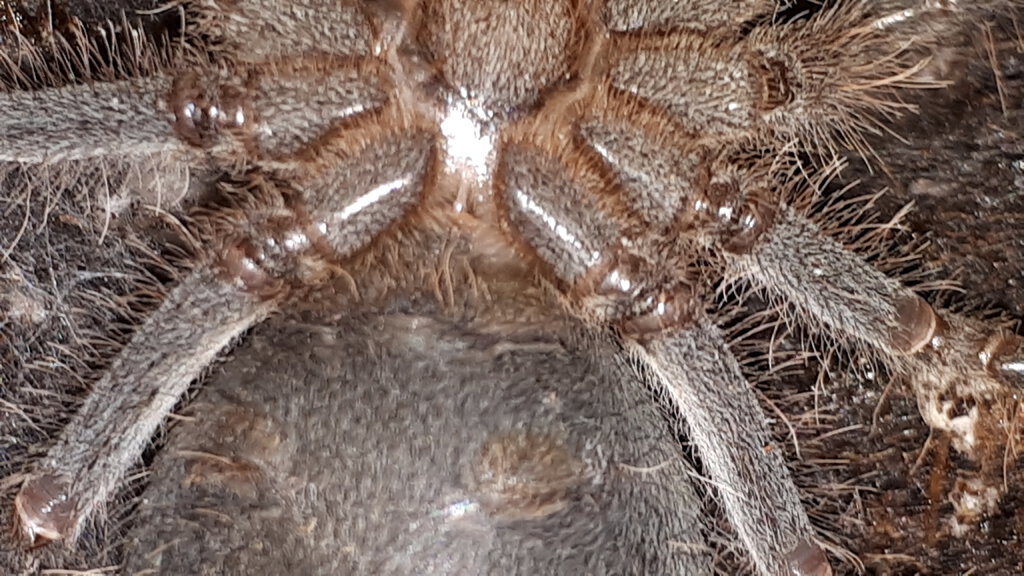 Theraphosa apophysis, male or female? [1/2]