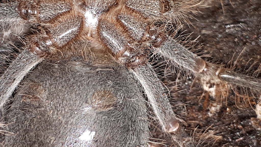 Theraphosa apophysis, male or female? [2/2]