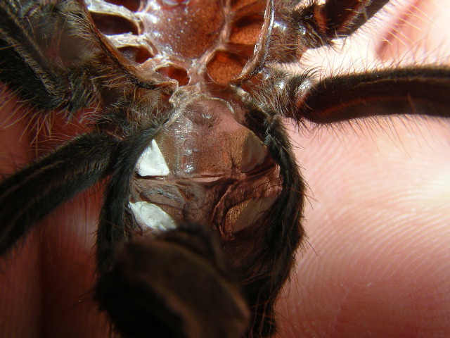 Theraphosa apophysis male or female