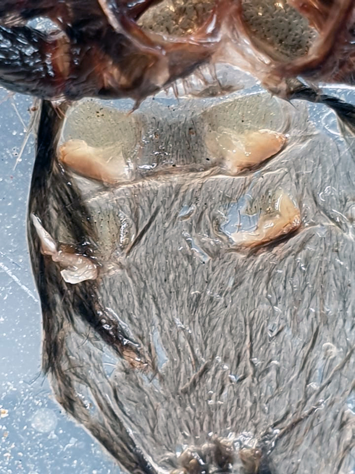 Theraphosa apophysis molt, male or female?