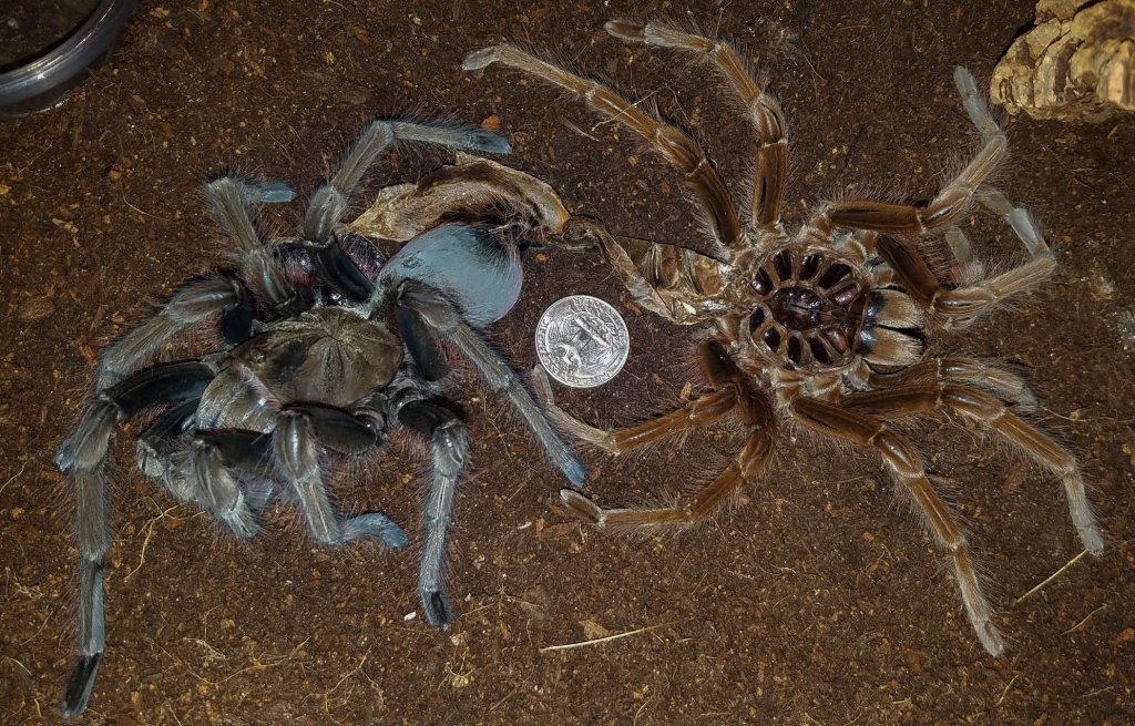 Theraphosa Apophysis Molt