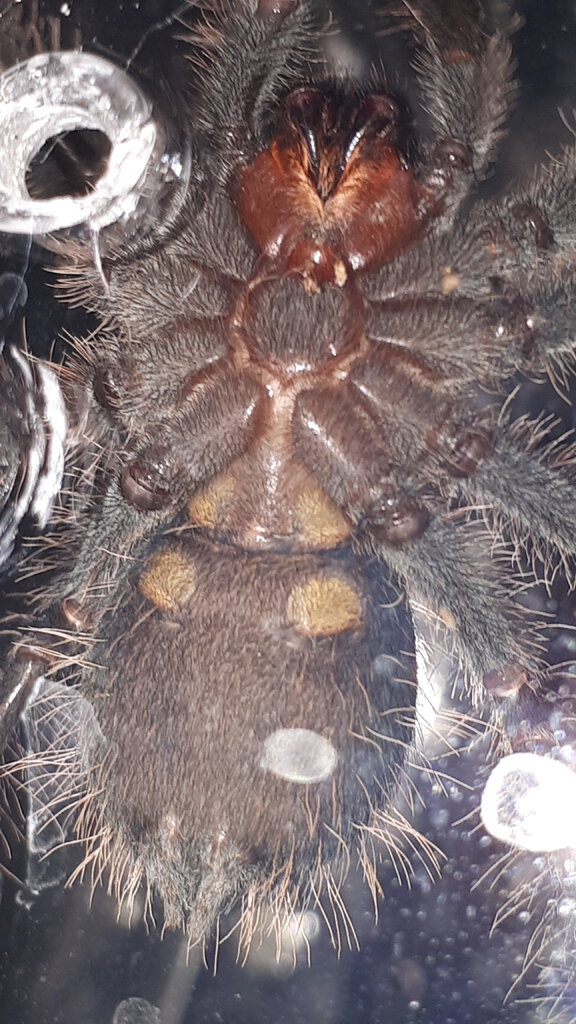 Theraphosa apophysis [ventral sexing]