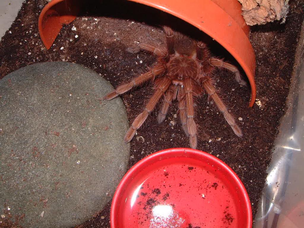 Theraphosa apophysis