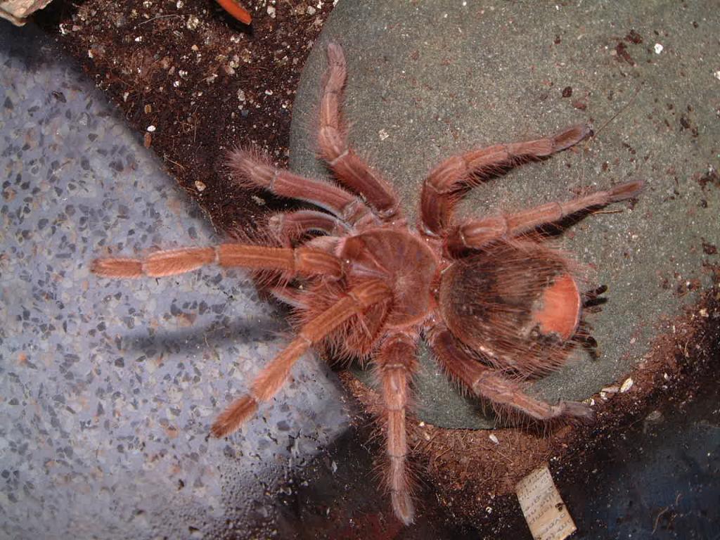 Theraphosa apophysis