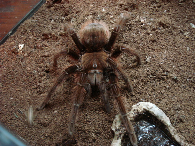 Theraphosa apophysis | Arachnoboards