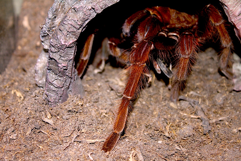 Theraphosa apophysis