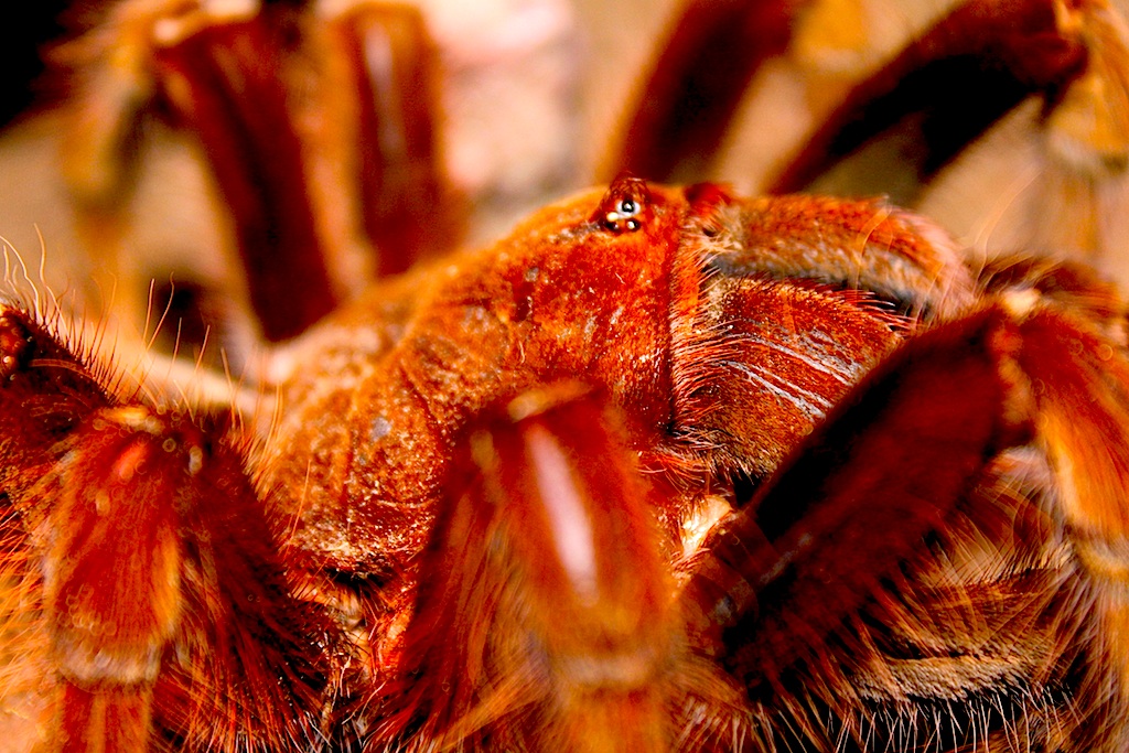 Theraphosa apophysis | Arachnoboards