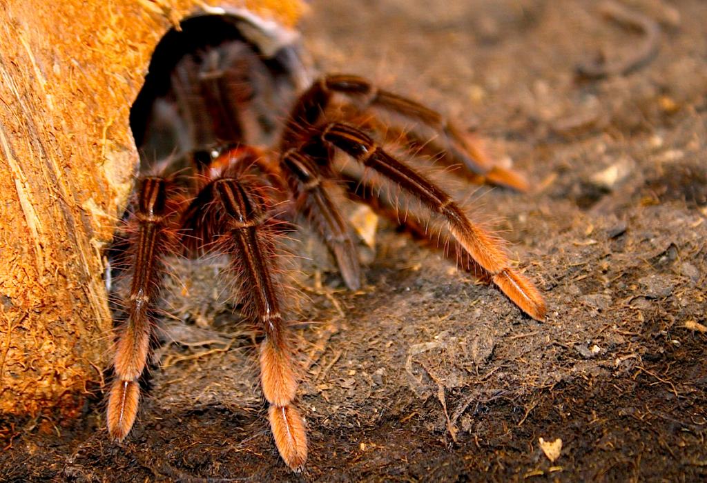 Theraphosa apophysis