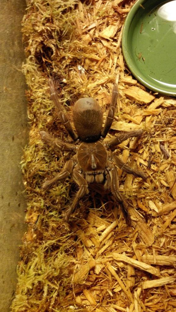 Theraphosa apophysis?