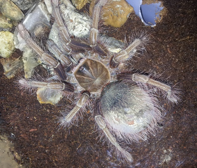 Theraphosa Apophysis | Arachnoboards