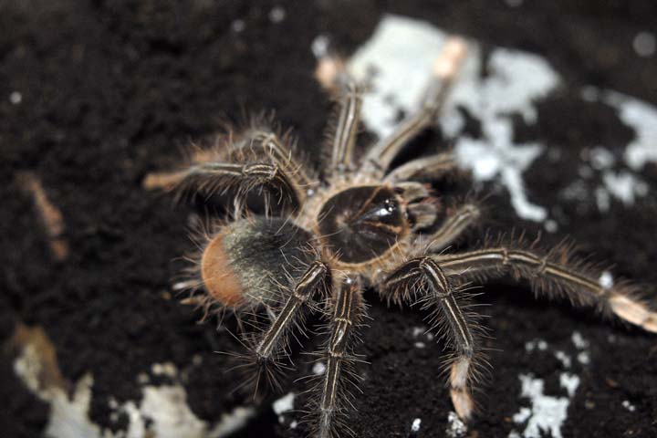 Theraphosa apophysis