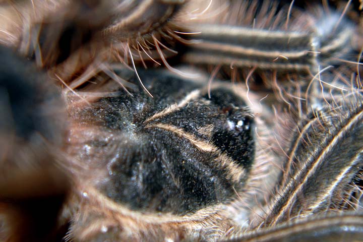 Theraphosa apophysis