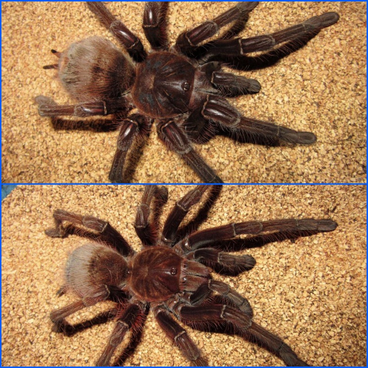 Theraphosa apophysis