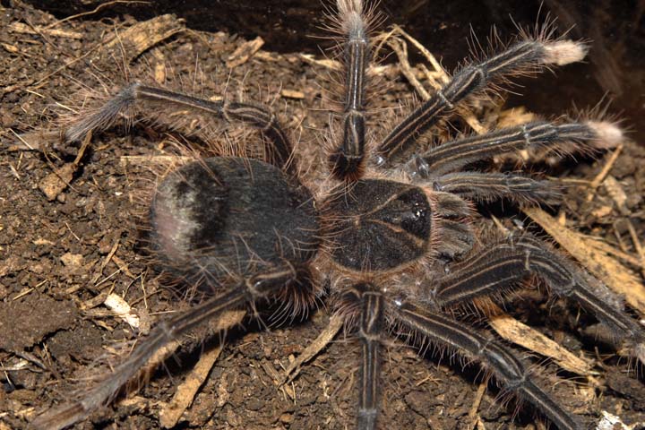 Theraphosa apophysis