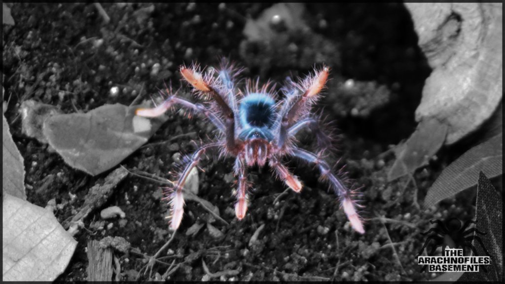 Theraphosa Apophysis