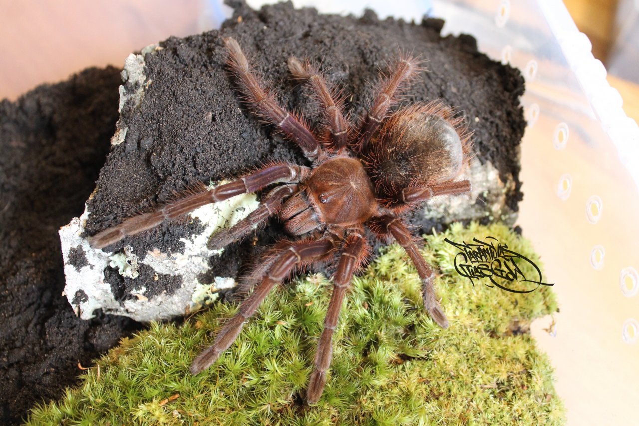 Theraphosa apophysis