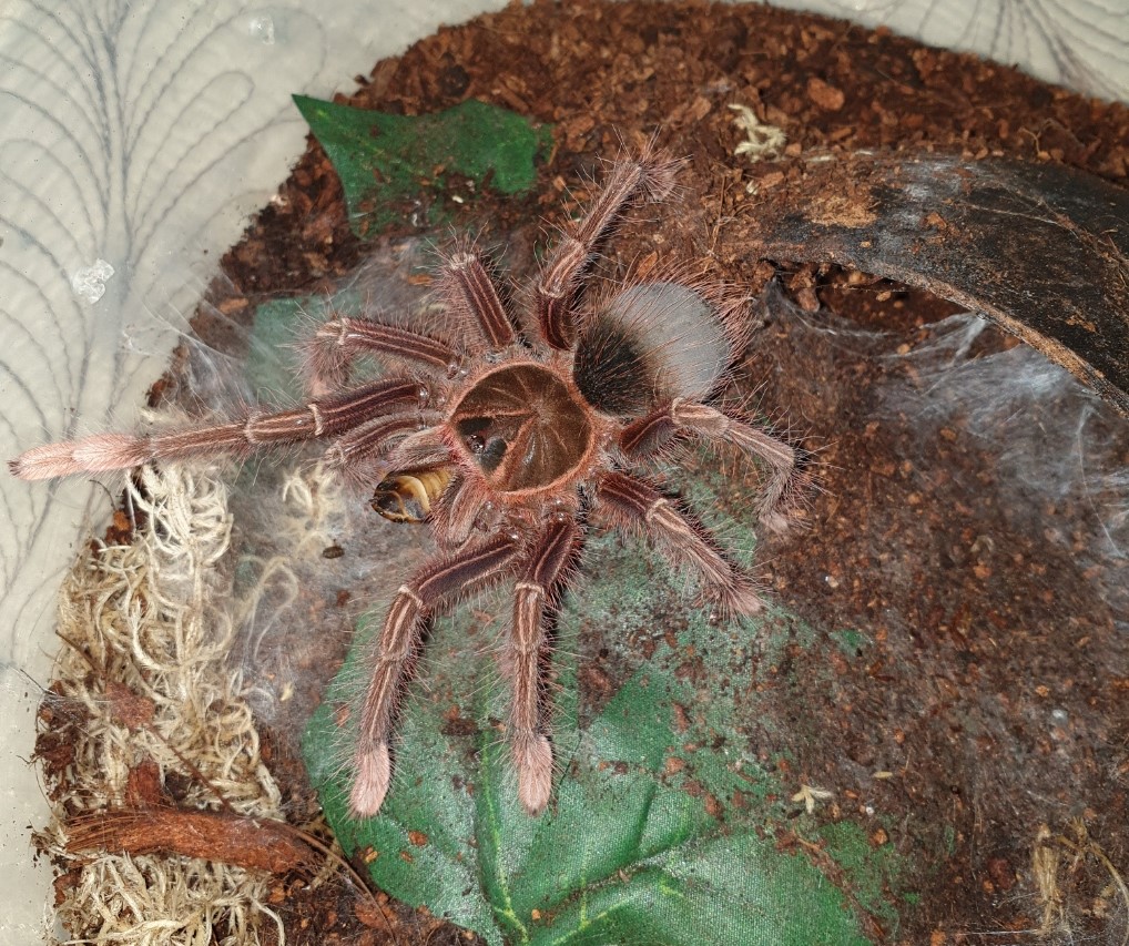 Theraphosa Apophysis