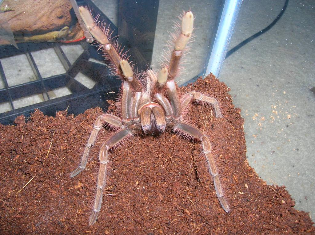Theraphosa apophysis