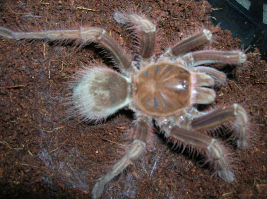 Theraphosa apophysis