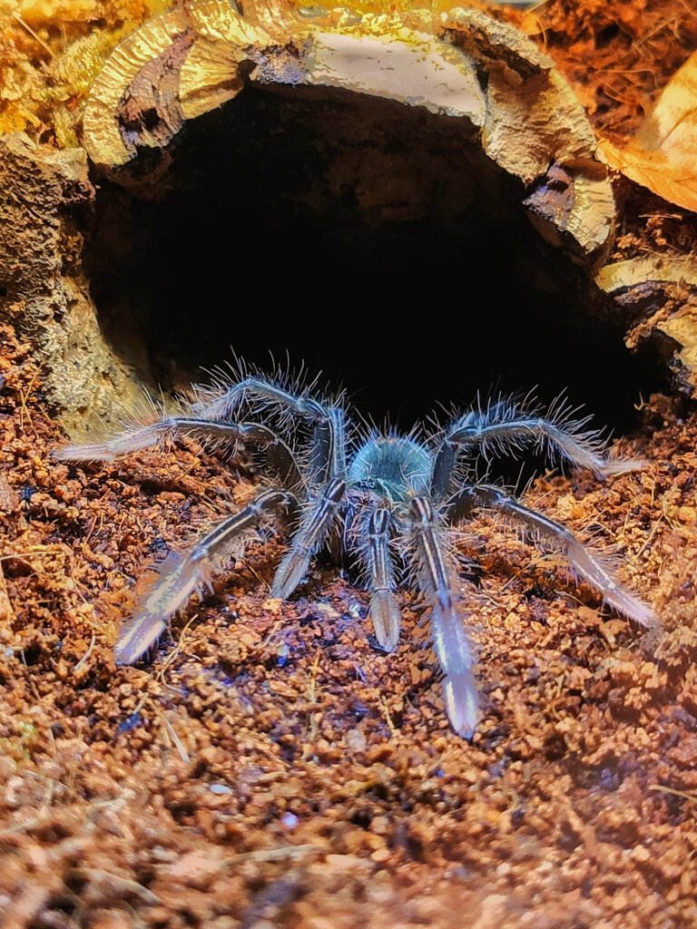 Theraphosa apophysis