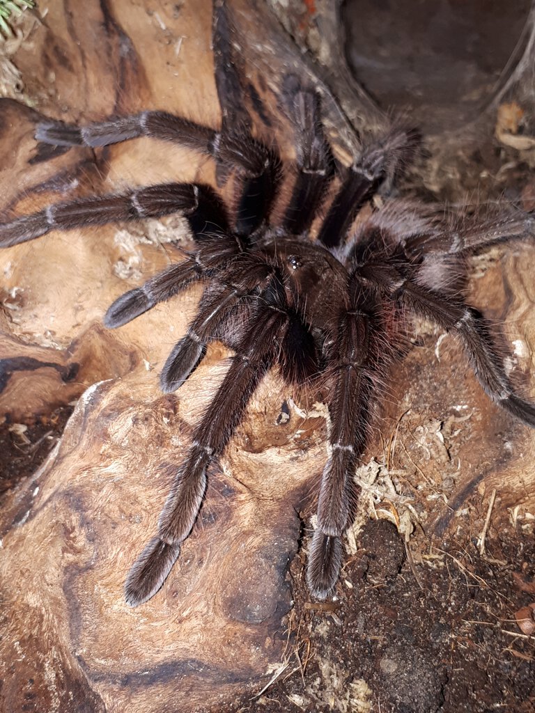 Theraphosa apophysis