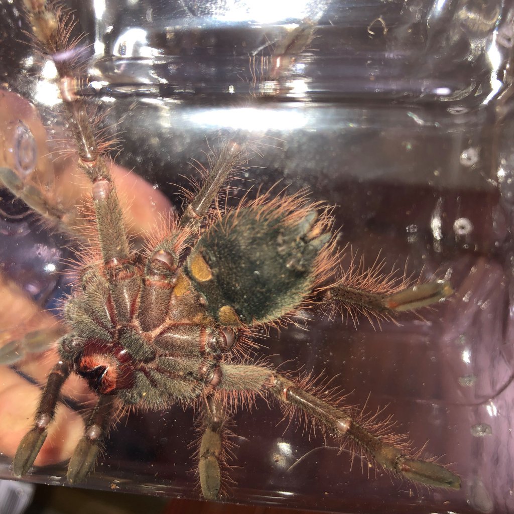 Theraphosa apophysis