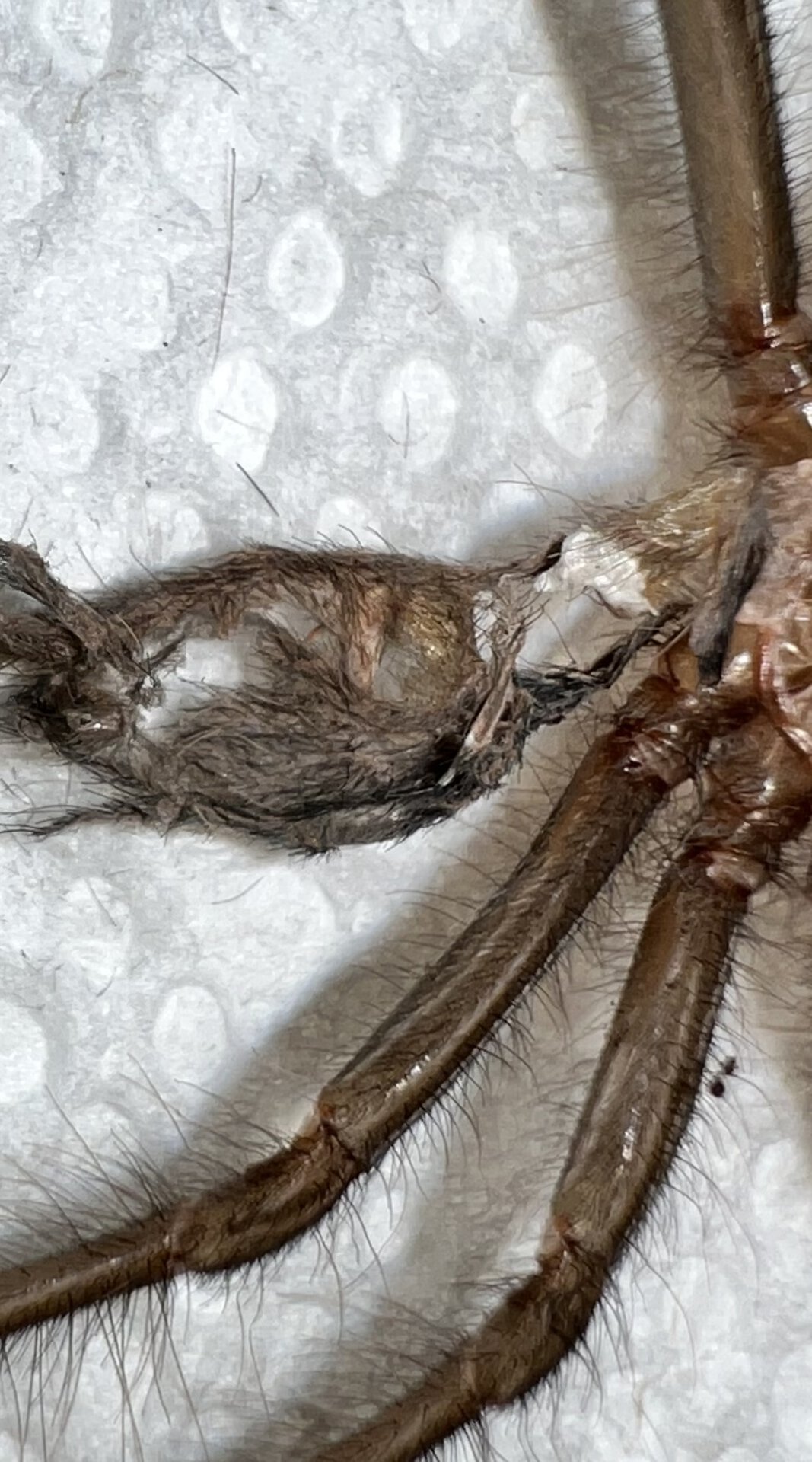 Theraphosa apophysis