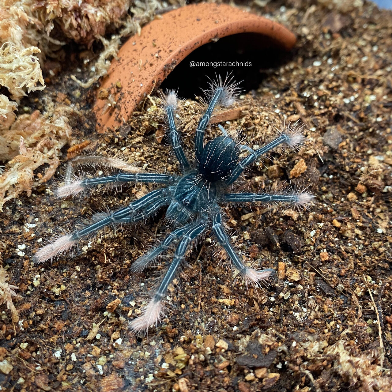 Theraphosa apophysis