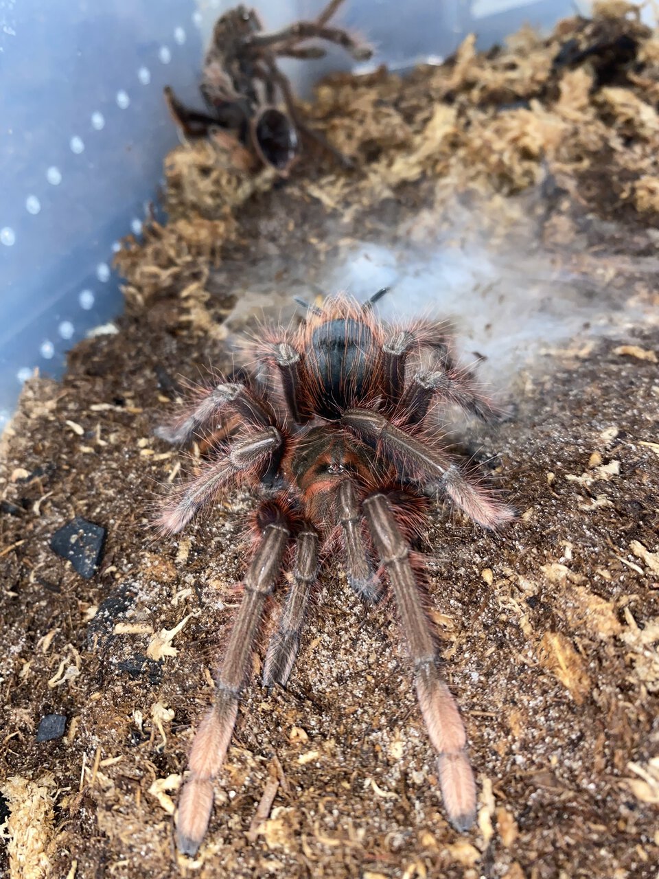 Theraphosa apophysis