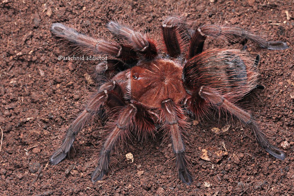 Theraphosa apophysis.