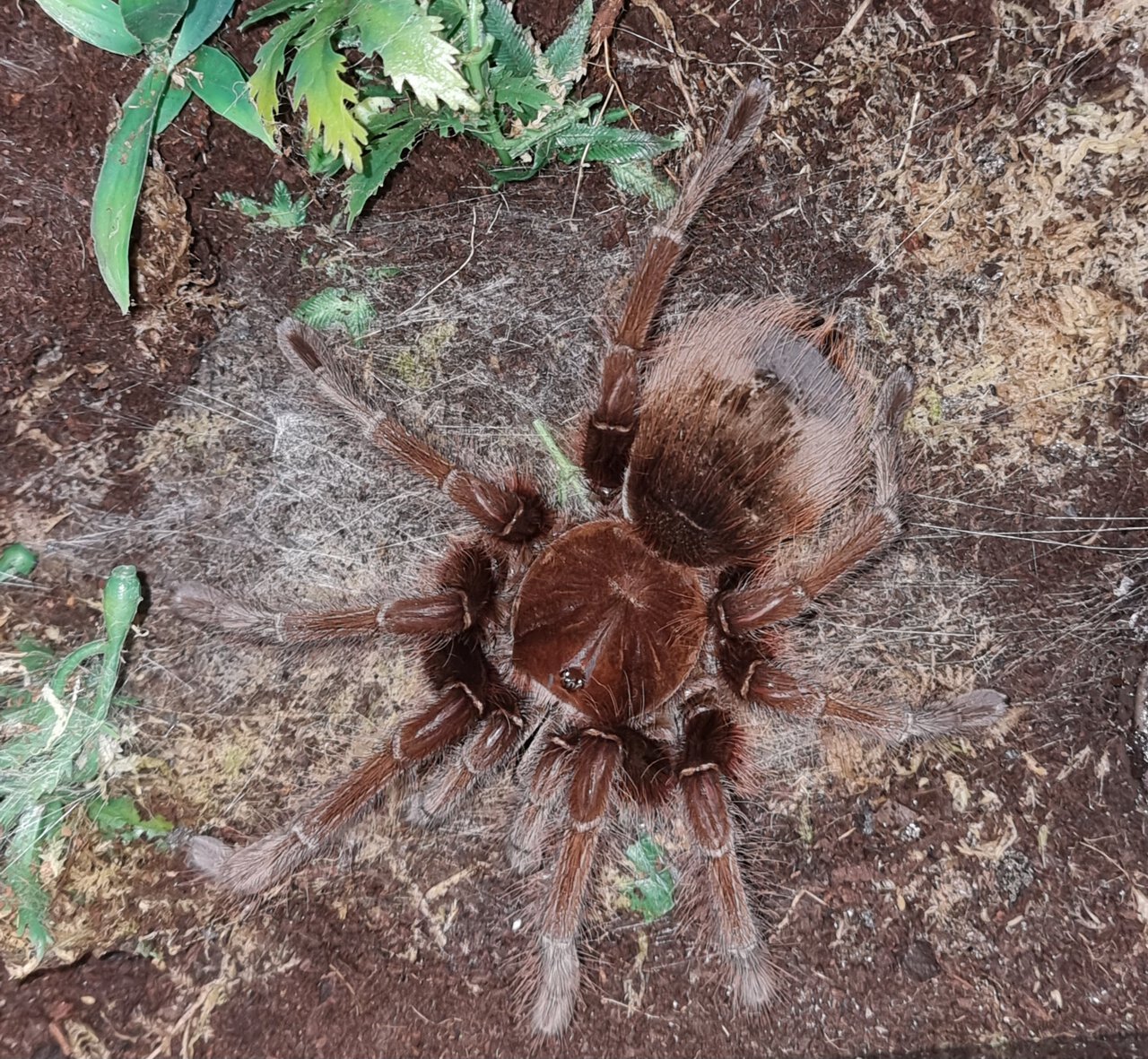 Theraphosa apophysis