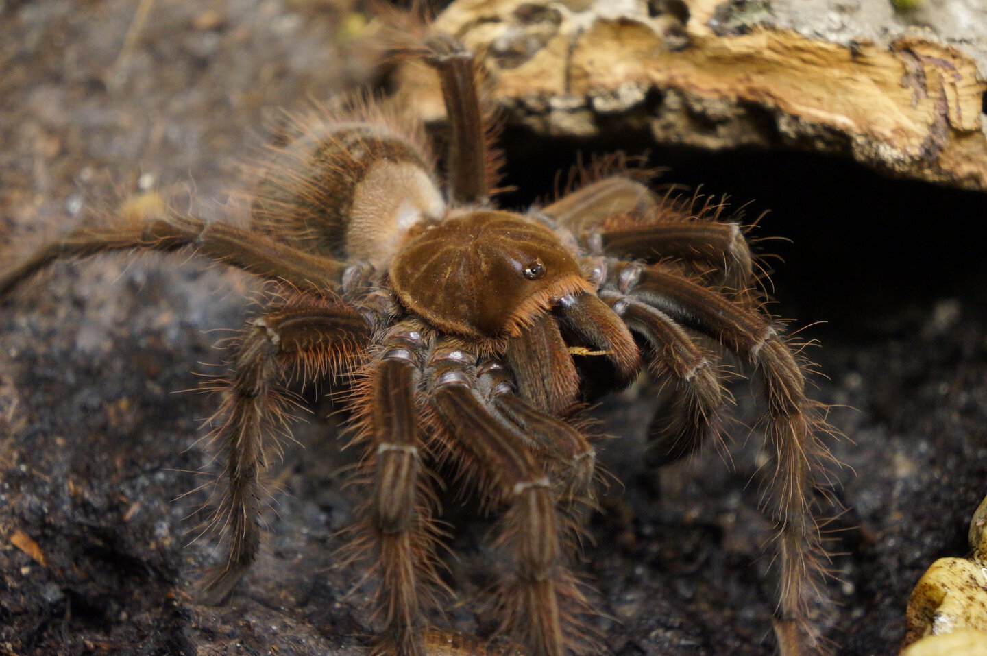 Theraphosa apophysis