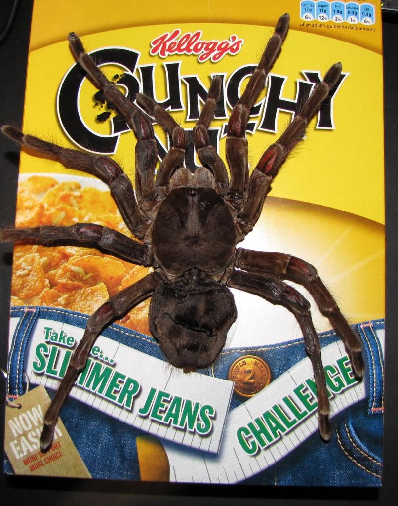 Theraphosa blondi - 11inch against cereal box