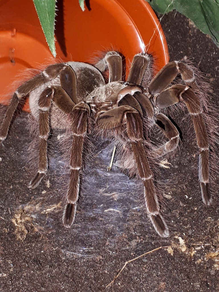 Theraphosa blondi AF