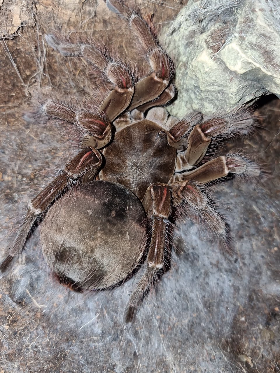 Theraphosa blondi AF